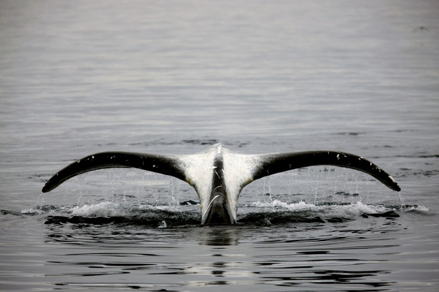 Bowhead Whale © Amos Nachoum - Oceanwide Expeditions