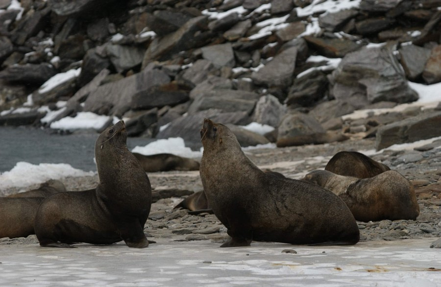 Fur Seals at South Orkneys