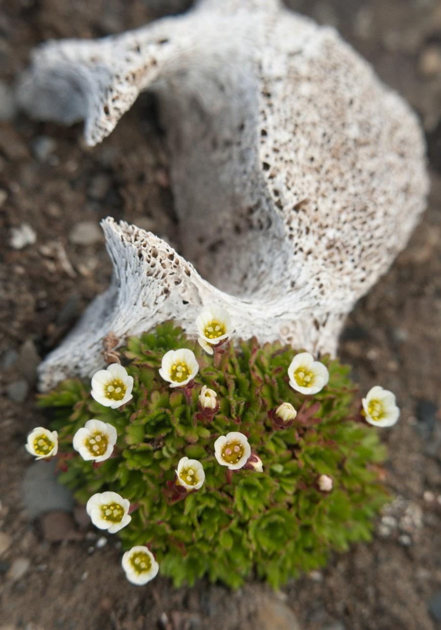 Flora of Spitsbergen