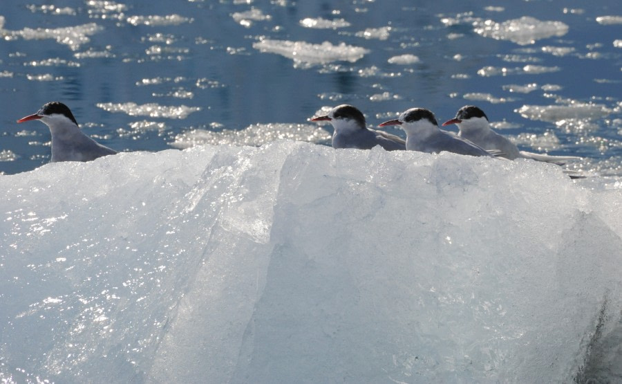 Antarctic terns on an ice floe