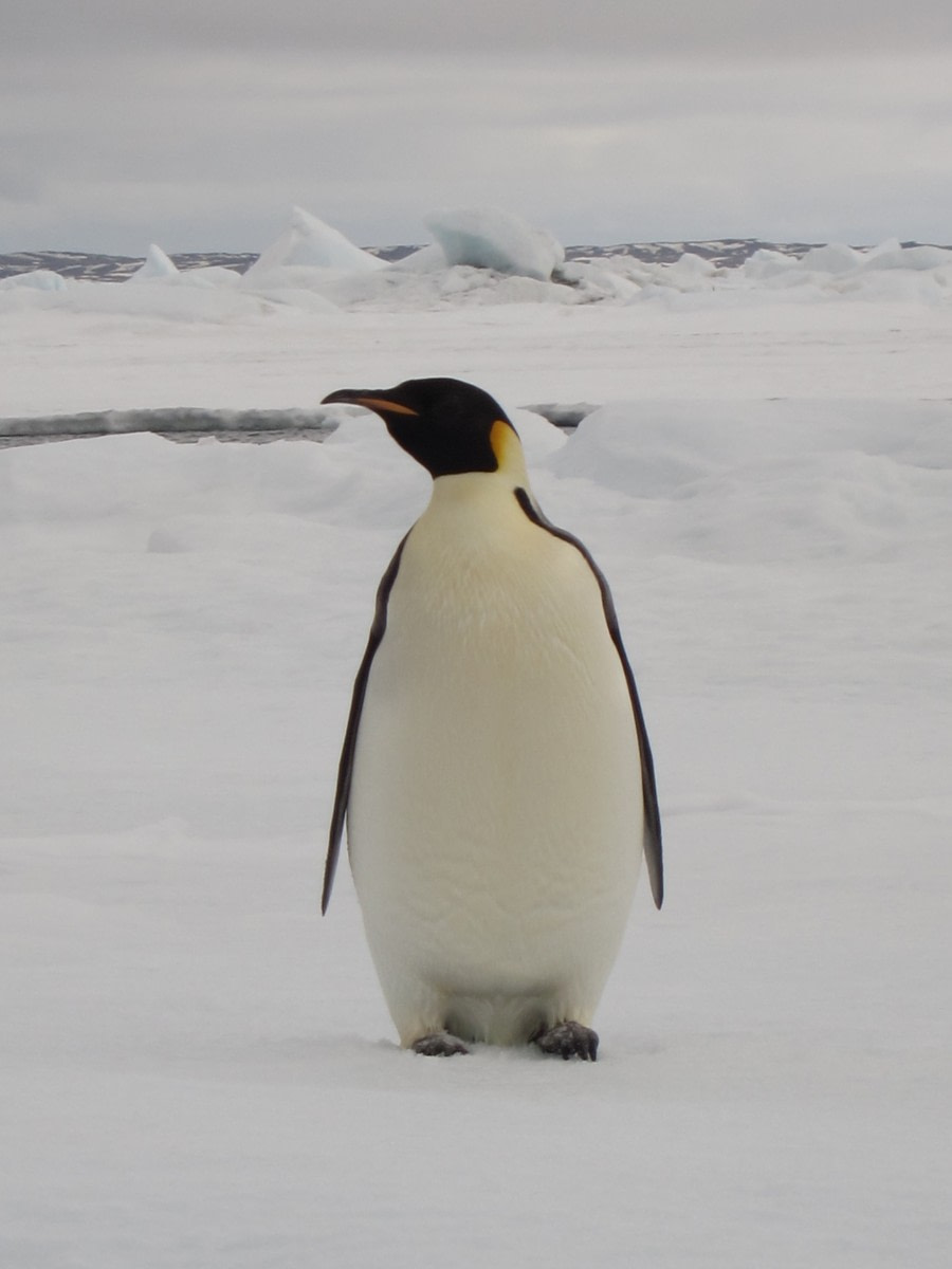 Emperor Penguin in the Weddel Sea