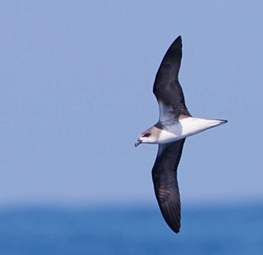 Cape Verde Petrel © Pablo Gutierrez - Oceanwide Expeditions