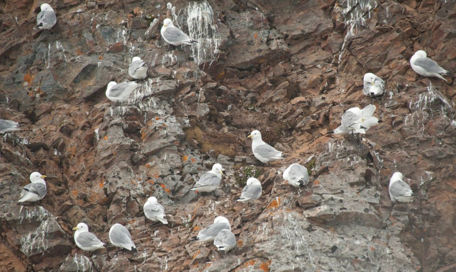 Kittiwake