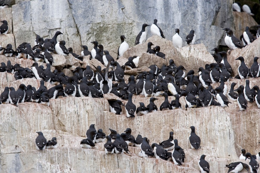 Brunnich's Guillemots