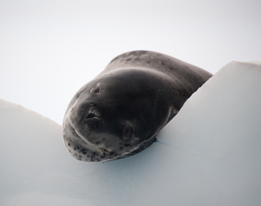 The Leopard seal