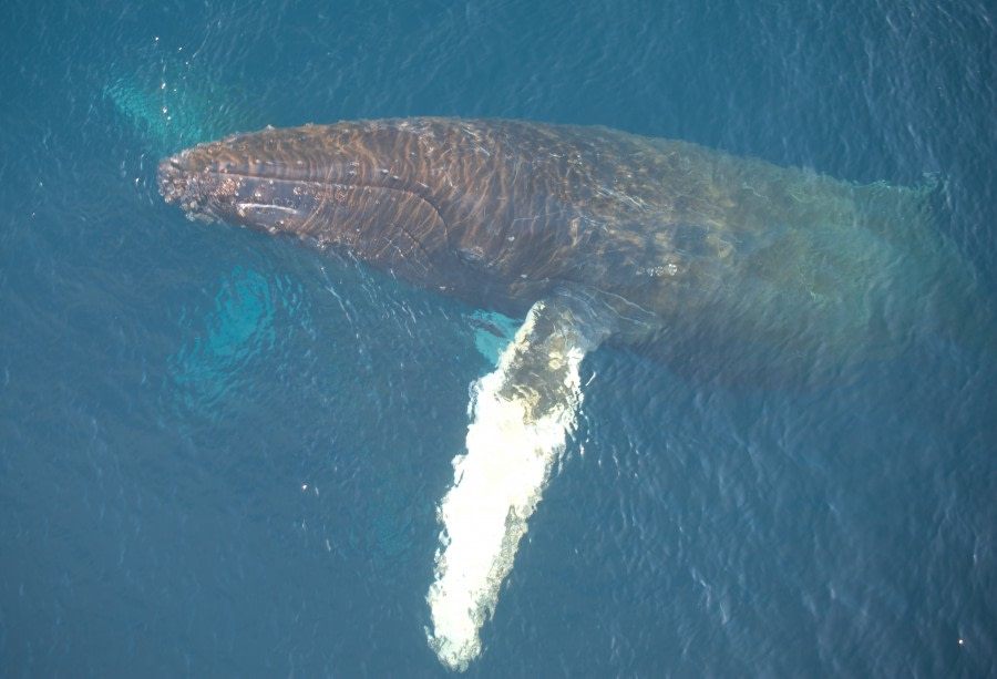 Humpback whales