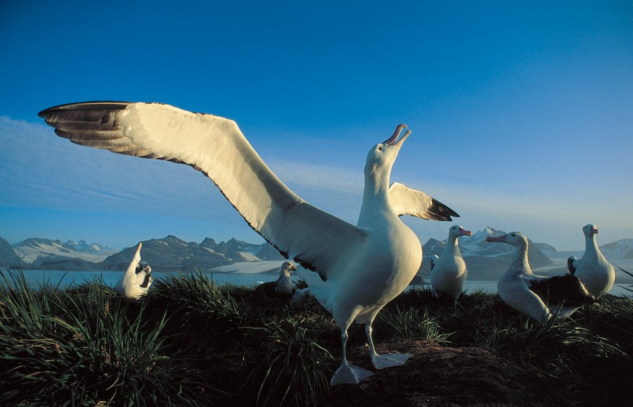 Wandering Albatross stretching its wings