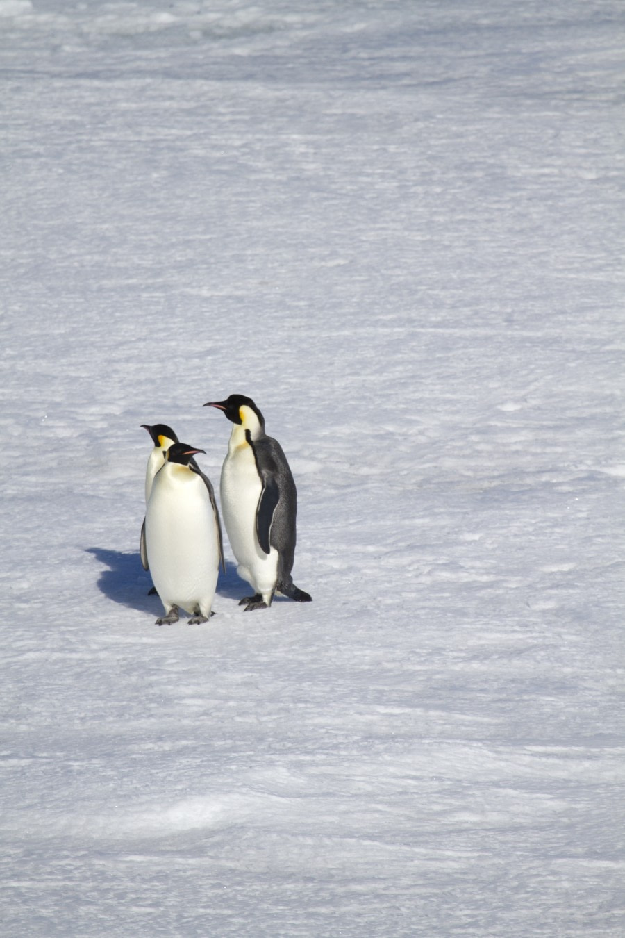 Emperor Penguins in the Weddell Sea