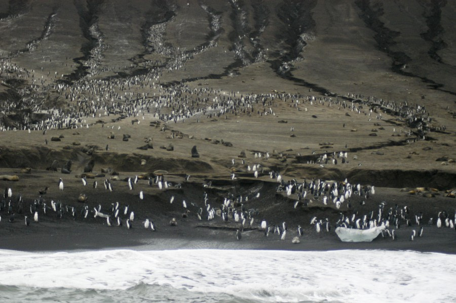 South Sandwich Islands, Saunders Island