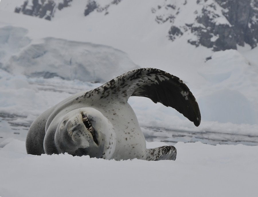 antarctica_leopard seal (c) frode uhre.jpg