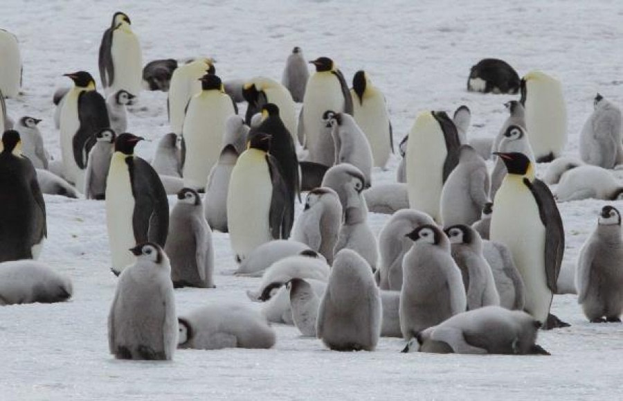 Weddell Sea Snow Hill Emperor penguins