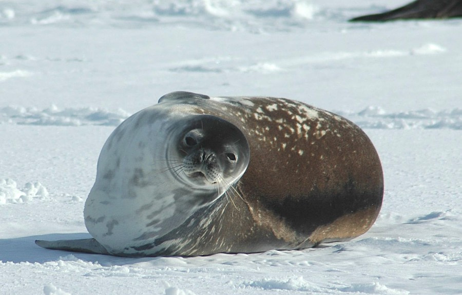 Antarcticam Weddell Seal