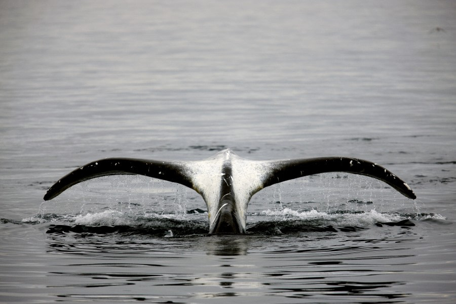 Gronlandwal Fakten Bilder Mehr Uber Gronlandwal