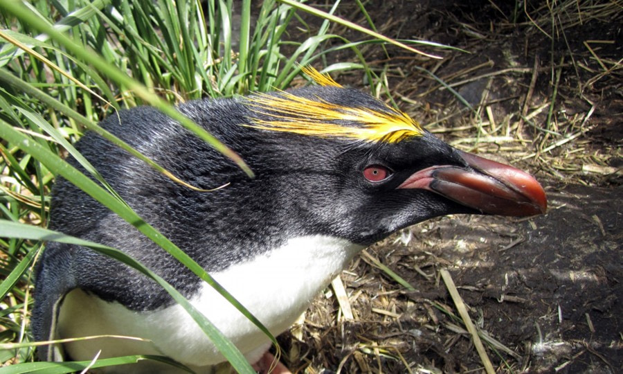 south georgia_macaroni penguin_2