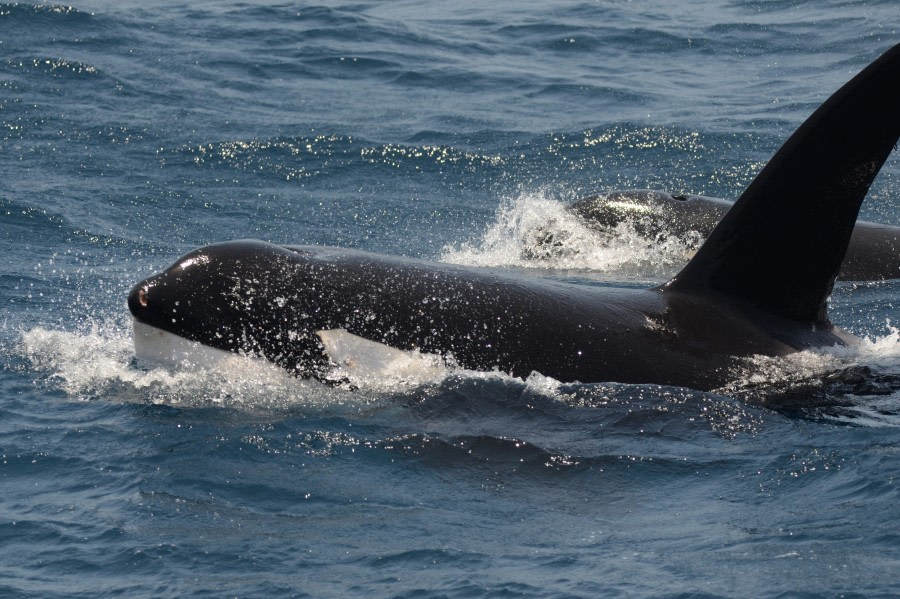 101 Orka, tussen Kaap Verden en West-Afrikaanse kust, 5 mei 2011, Laurens Steijn.jpg