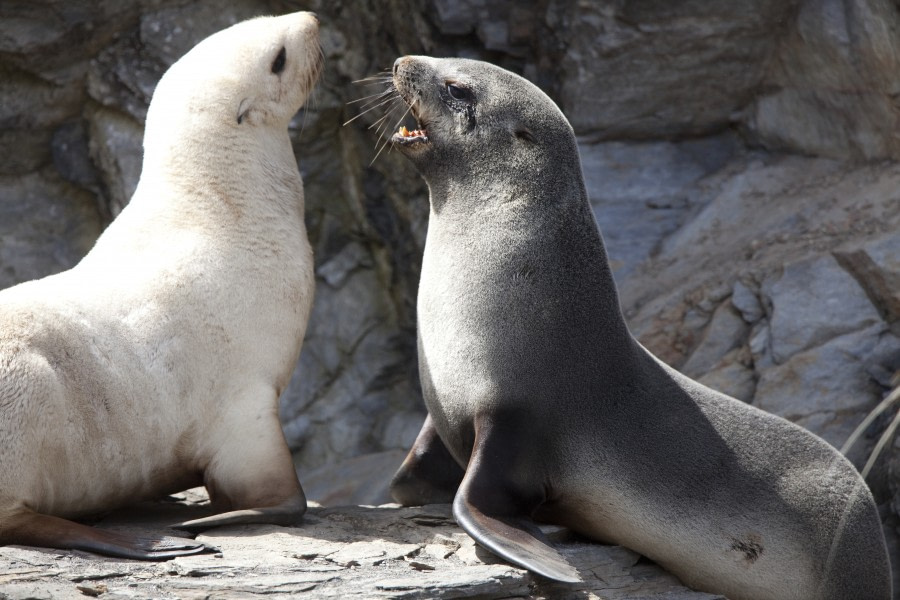 Fur seal. Кергеленский морской котик. Кергеленский морской котик Антарктиды. Северный тюлень. Кергеленский морской котик самец.