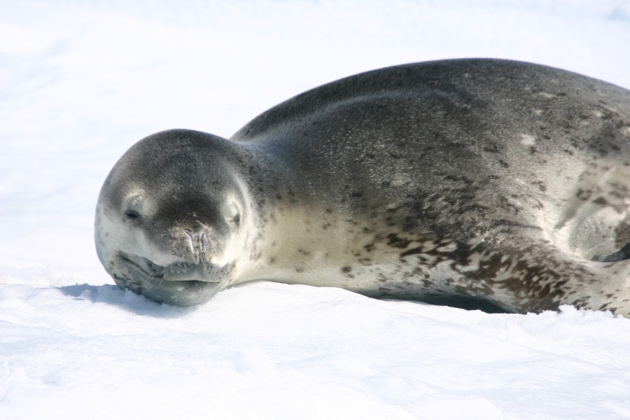 antarctica_paradise bay (c) M & M van der Hulst-Oceanwide Expeditions (65).JPG