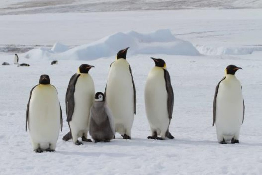 Weddell Sea Snow Hill Emperor penguins