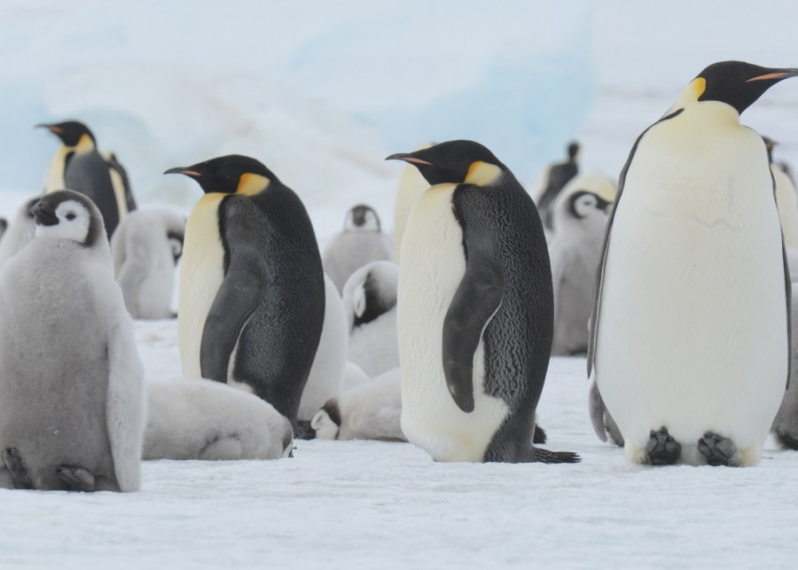 Emperor penguin colony on Snow Hill Island