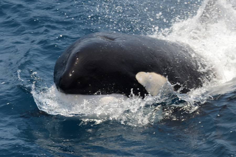 99 Orka, tussen Kaap Verden en West-Afrikaanse kust, 5 mei 2011, Laurens Steijn.jpg