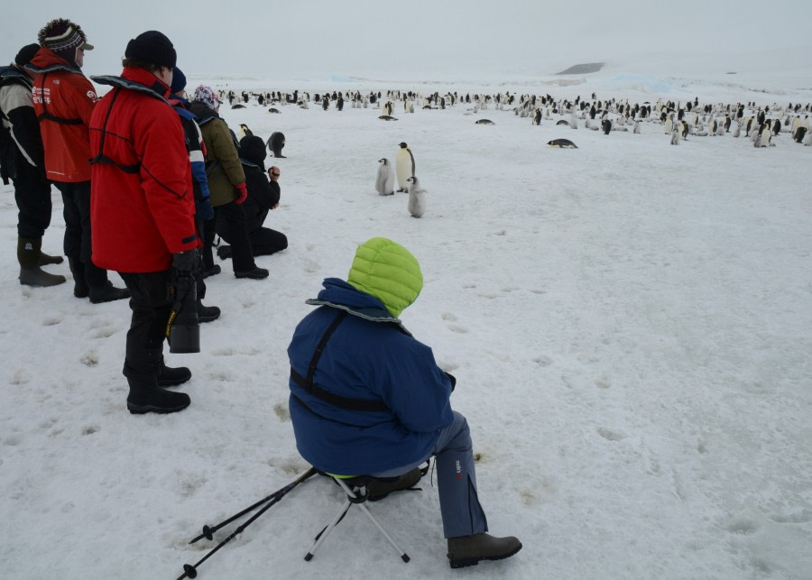 Observing the Emperor penguins