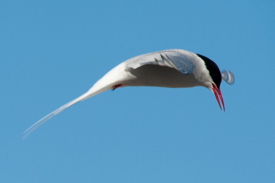 Migrating Arctic Tern