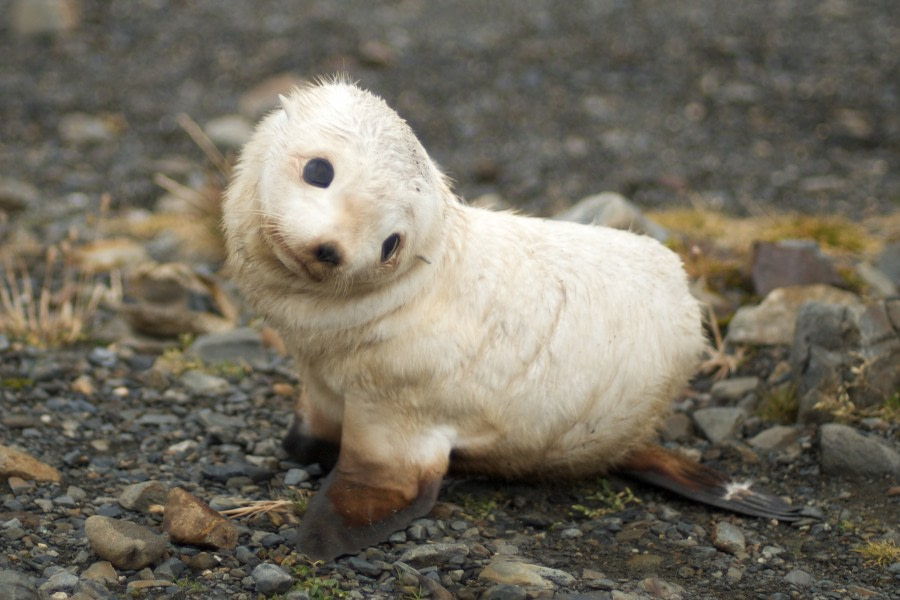 Baby_fur_seal,_South_Georgia.jpg