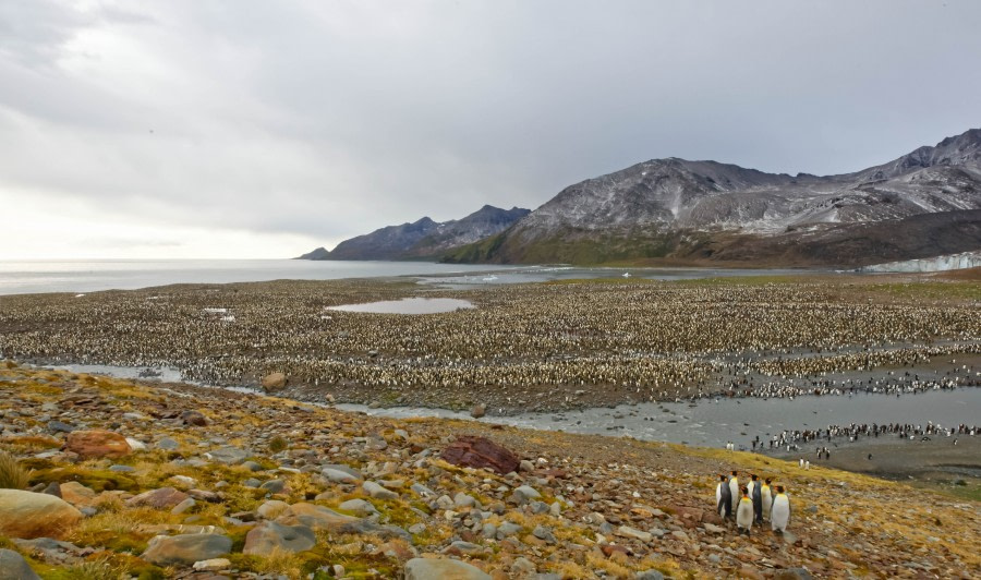 South Georgia landscape, St. Andrews Bay