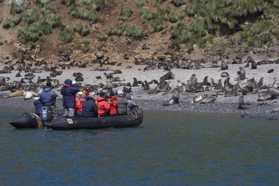 Zodiac cruising, Elsehul, South Georgia