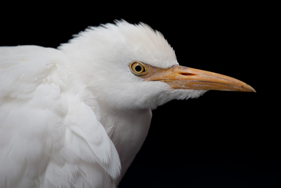 Cattle Egret, St. Helena