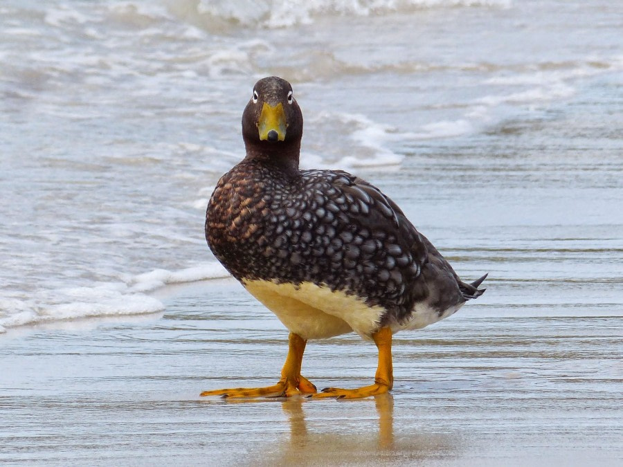 Falkland Flightless Steamer Duck