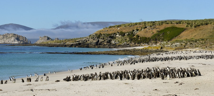 Magellanic Penguins, Falkland Islands