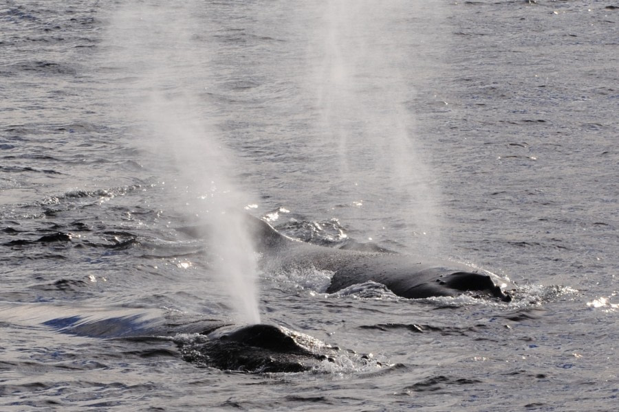 Humpback whales in the Polar Circle
