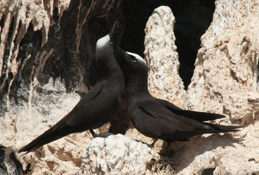 Black Noddy, St. Helena