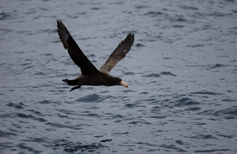 Giant Petrel near Nightingale Island