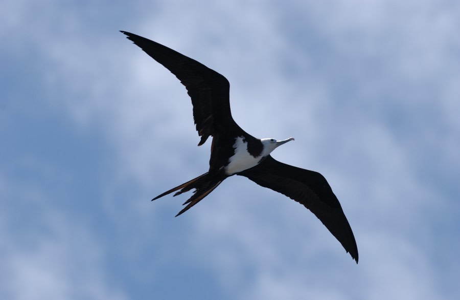 Ascension Frigate Bird, Ascension Island
