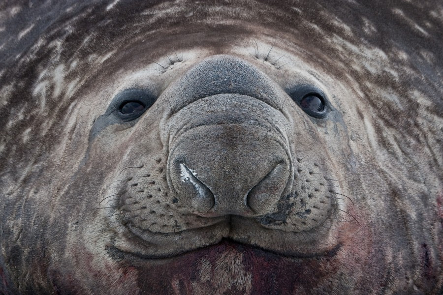 Elephant Seal, South Georgia