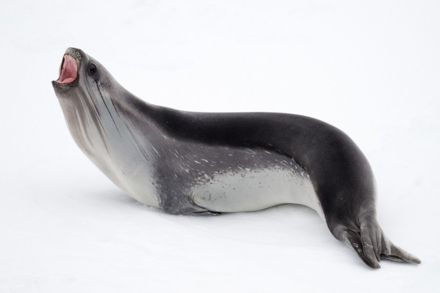 The Ross Seal, Ross Sea