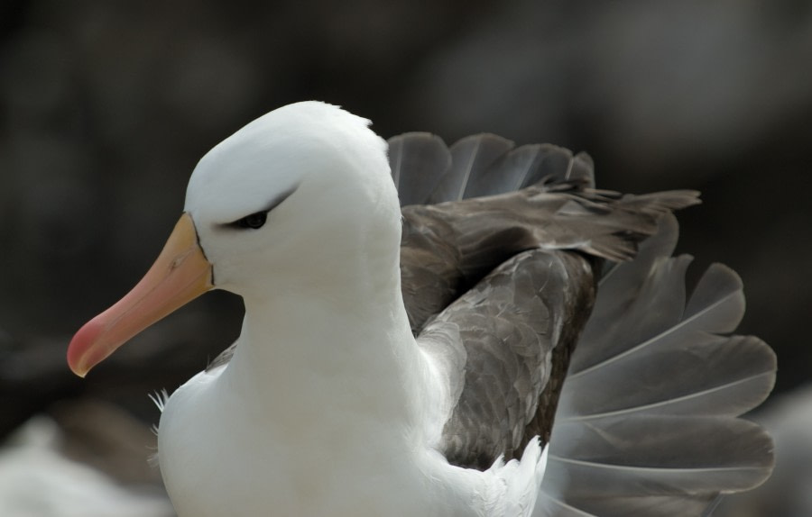 Black-browed Albatross, Falkland Islands