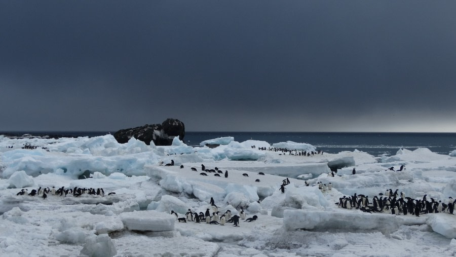 Adelie Penguins on an ice-clogged beach of Saunders Island, South Sandwich Islands