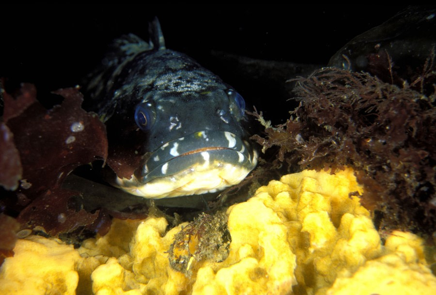 Fish, Polar diving, Antarctica