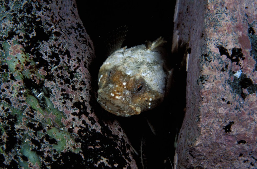 Fish, Polar Diving, Antarctica