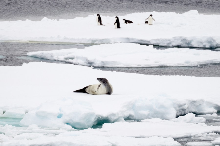 Leopard Seal and Adelie Penguins on the Ross Sea pack ice