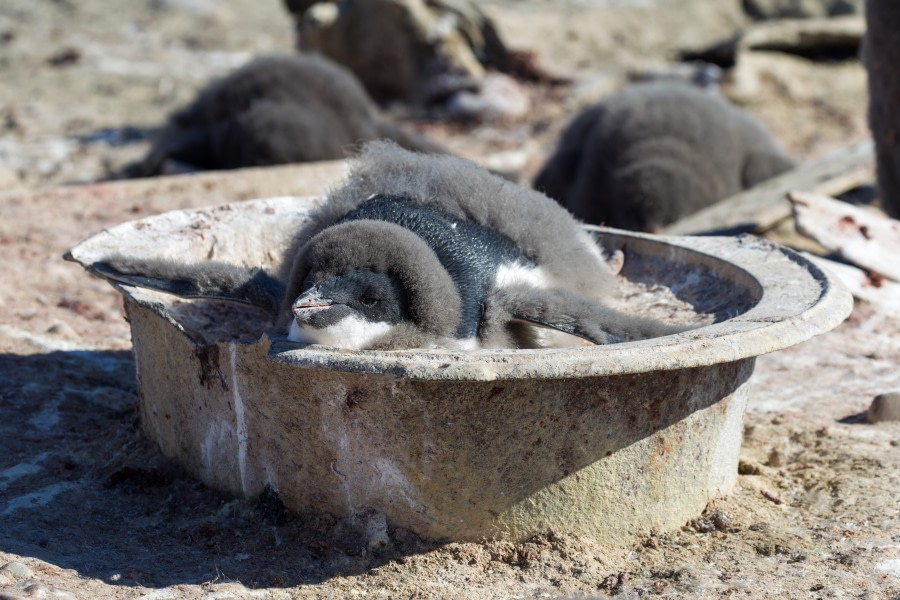 Adelie penguin chick in a pot, on Cape Adare, Ross Sea