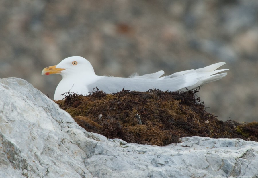 Glaucous Gull