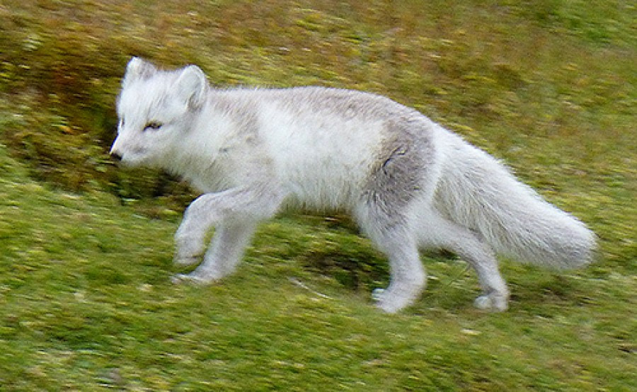 Arctic Fox © JHS - Oceanwide Expeditions