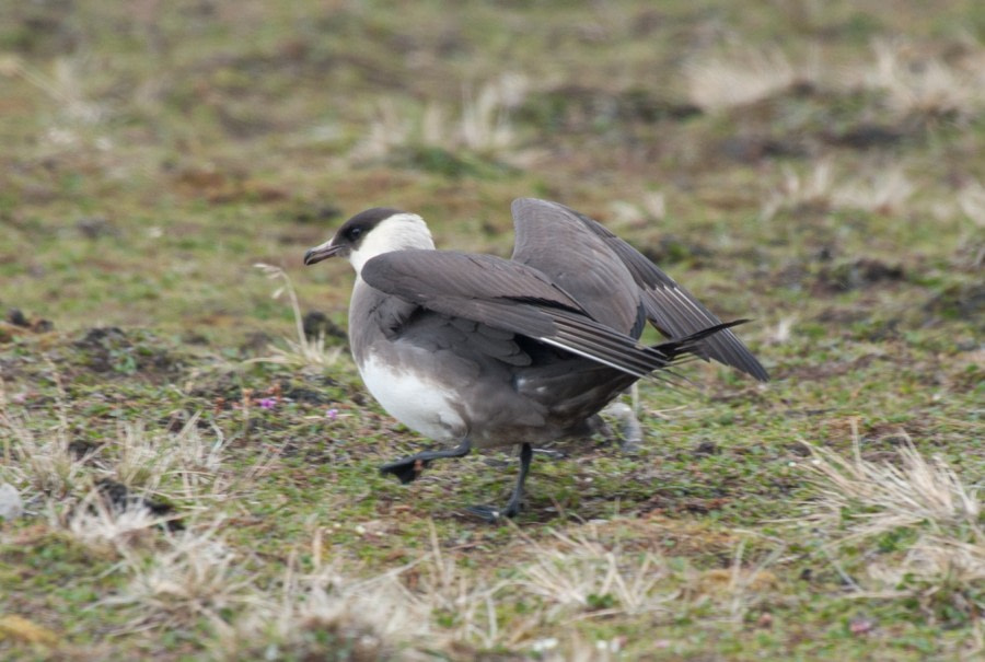 Arctic Skua, Svalbard