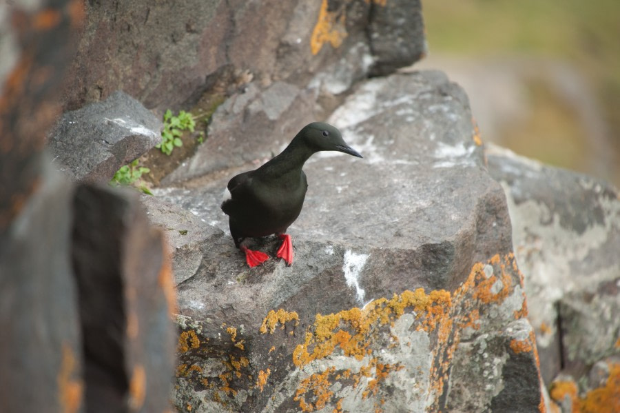 Black Guillemot