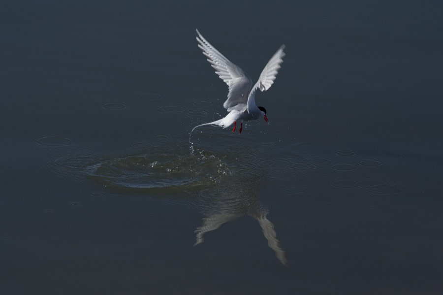 Arctic tern, Ny Alesund