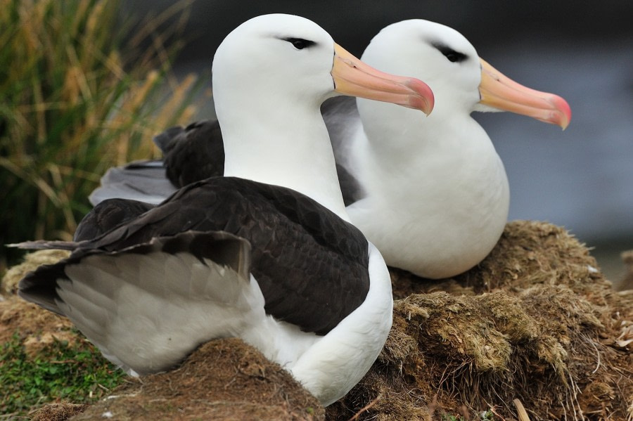 Black-browed Albatross, Steeple Jason Island, Falkland Islands, November